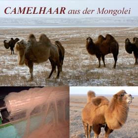 Kamelstory aus der Mongolei